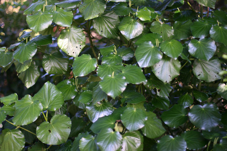 kawakawa