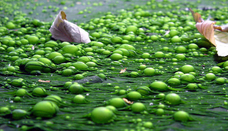 A close up photo of water polluted with green bubbles