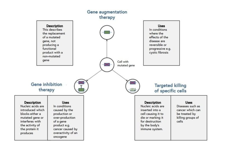 Gene augmentation therapy diagram
