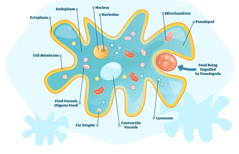 Labelled diagram of amoeba