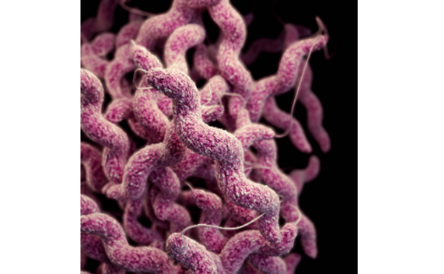 Close up image of campylobacter
