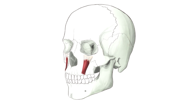 Levator Labii Superioris. Muscle which starts above and cross over much of the underlying Levator Anguli Oris