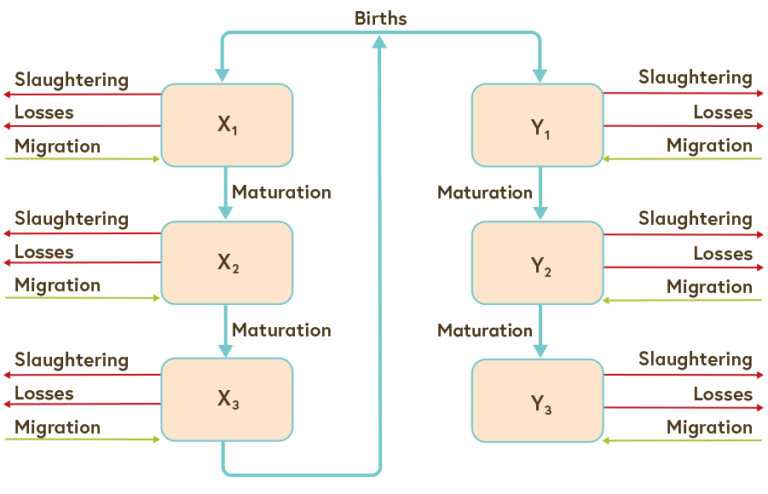 Image four shows different age and sex populations that are depicted as compartments, with slaughtering and losses as decreases and migration as increases to the compartments.