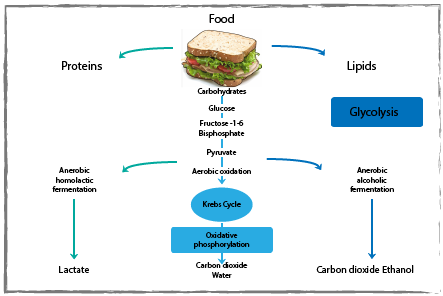 Metabolism of glucose to make ATP by glycolysis and the Krebs Cycle diagram