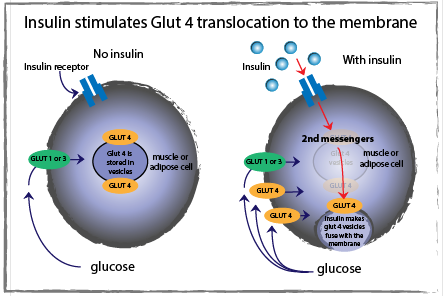 Insulin stimulates Glut 4 translocation to the membrane