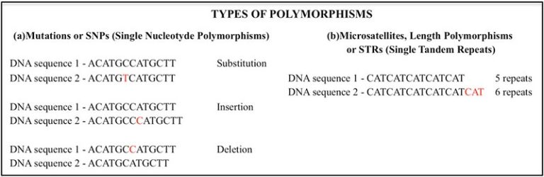 An image demonstrating the different types of DNA polymorphisms