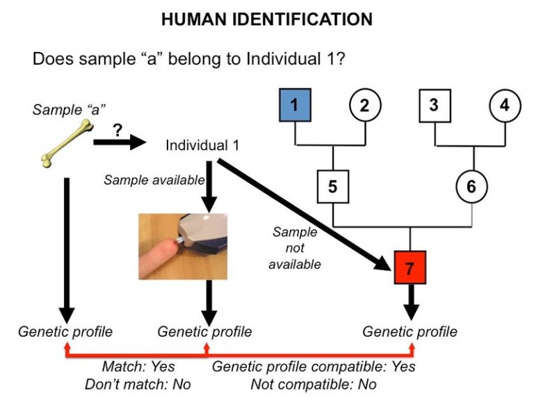 Human identification using DNA