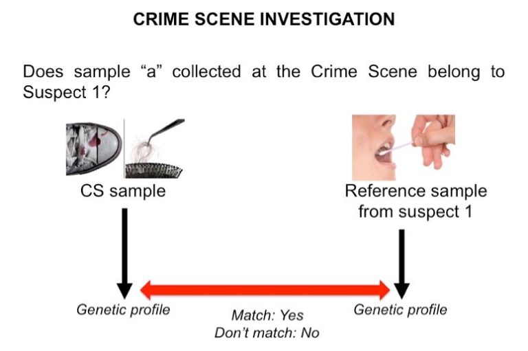 Human identification using DNA in a crime scene investigation