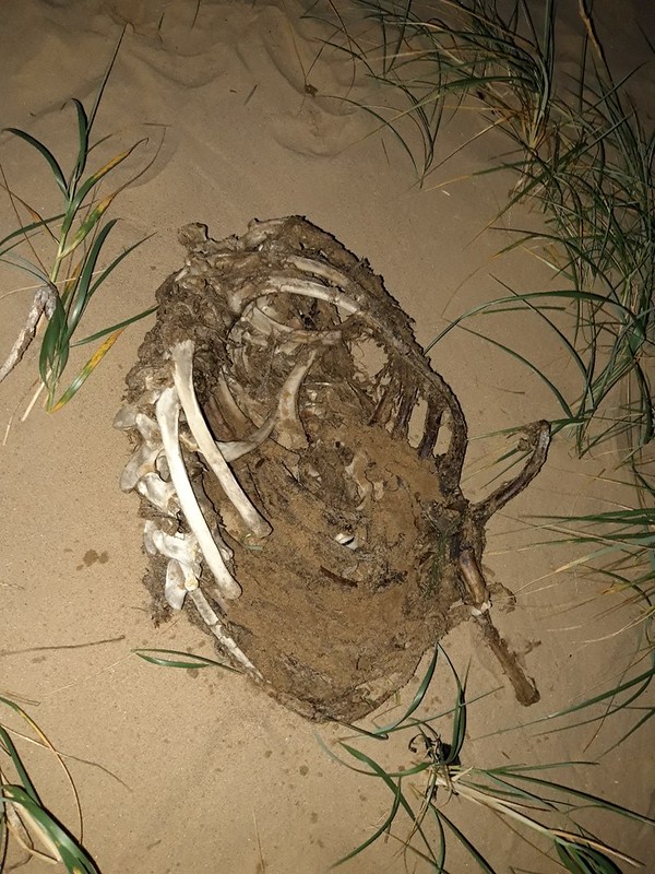 Decomposed and partially skeletonised animal rib cage found on a beach