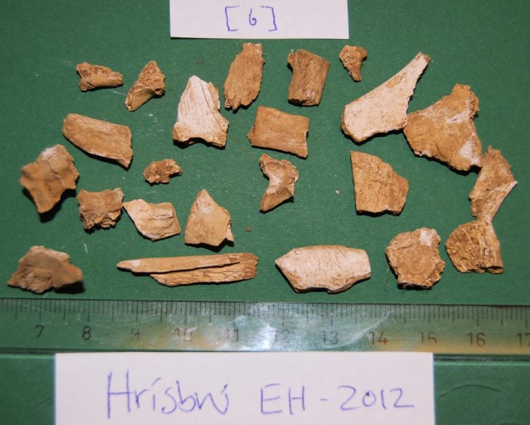 Fragments of animal bone that may be difficult to distinguish from human bone