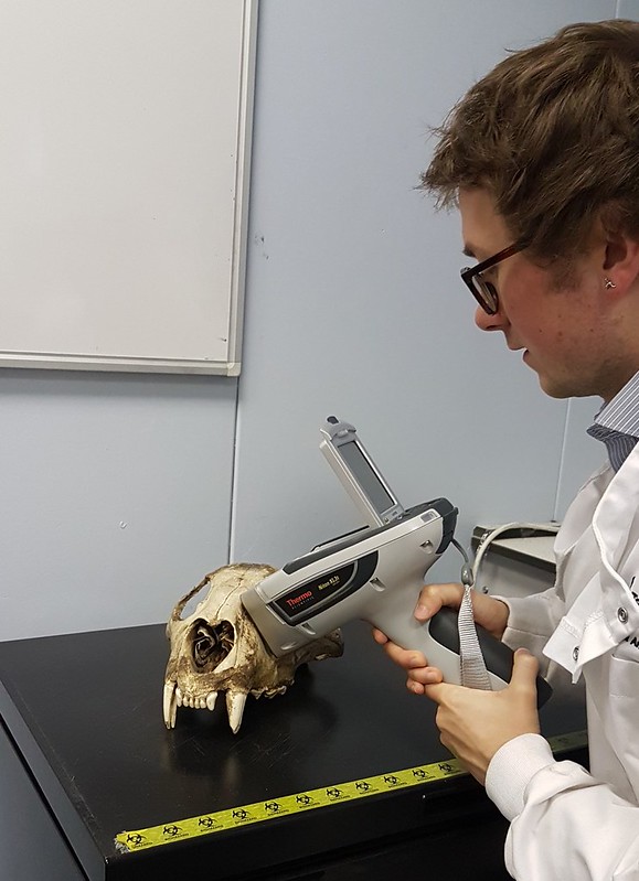 A scientists holds a hand-held XRF machine onto the surface of an animal skull. He needs to hold the machine still for approximately 90 seconds in order for it to read the elemental composition