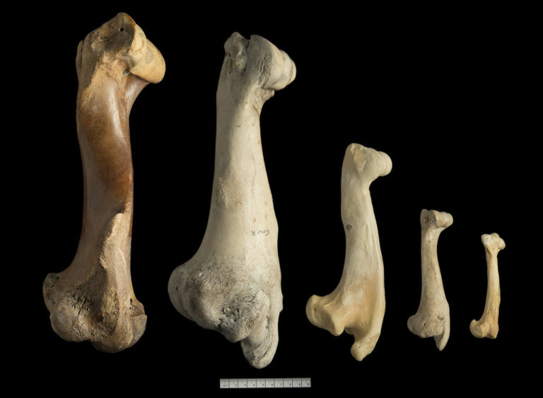 A series of humeri -arm bones- from different species. From left to right, horse, cow, sheep, pig, dog
