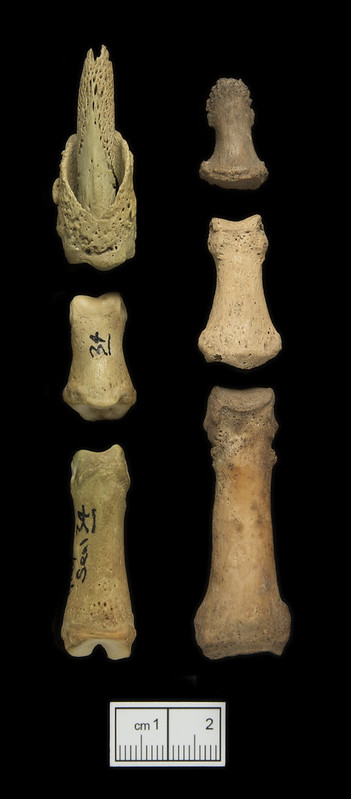 Comparison between the phalanges in a seal (left) with a human (right). Similarities between the proximal phalanges (those at the bottom of the picture) are clear