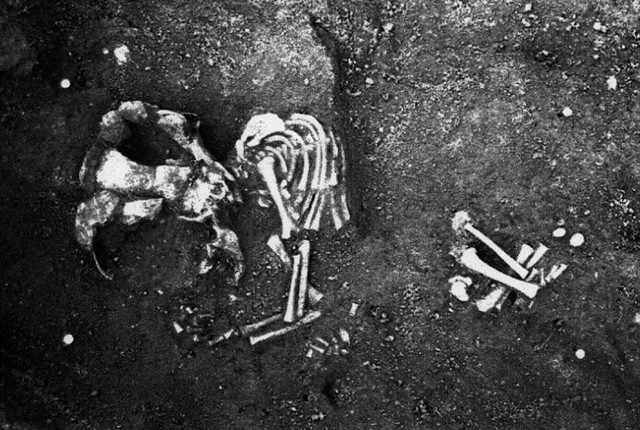 An infant skeleton in situ in the soil at a Roman site. There is damage to the skeleton due to a whole that has cut through part of the lower half of it