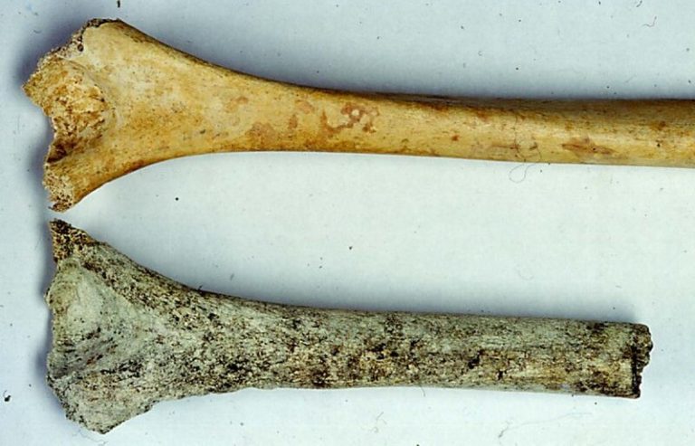 Two arm bones, one with greenish blue and black staining and damage to the outer surface caused by plant and fungal activity