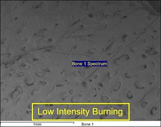 A scanning electron micrograph of bone that has been burned at low intensity. The bone surface shows holes and fractures