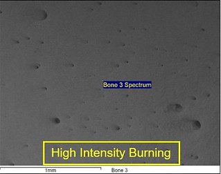 A scanning electron micrograph of bone that has been burned at high intensity. The bone surface is smooth with small holes and no cracks