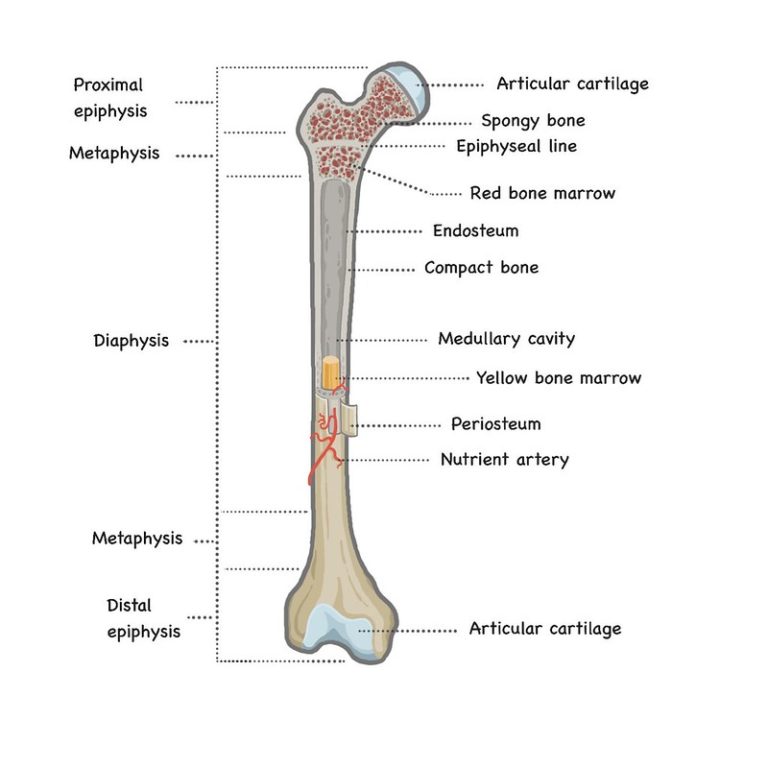 Anatomical model of a femur with the names of the different structure labelled