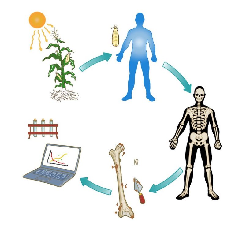 Diagram showing a human taking up Carbon during his/her lifetime from food and water and then the radiocarbon decay measured after death