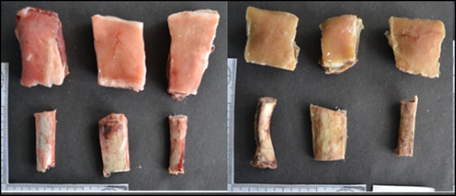 fragments of animal bone. One the left is an unburned fragment and on the right is a fragment that is slightly darker in colour because it has been burned at a low temperature and is partially dehydrated