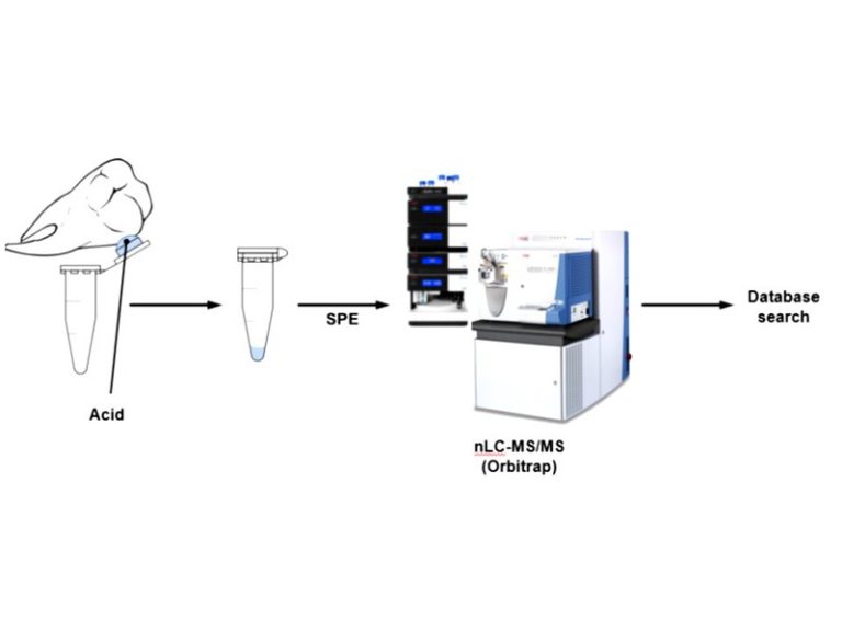 A schematic showing the process of acid etching the teeth and then analysing the sample in a mass spectrometer