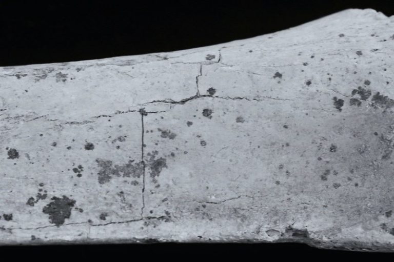 Fragment of a long bone showing a grid like fracture pattern