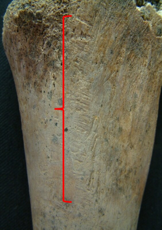 A long bone annotated with a red line to highlight a series of linear scratch marks on both of them