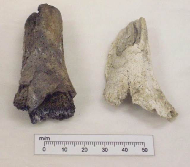 Two fragments of humeri (arm bones) from the same person showing different degrees of burning. The one on the left is dark in colour and the one on the right is almost white