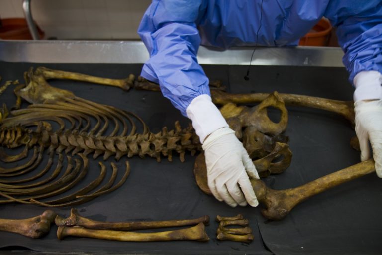 A skeleton being laid out on a table in a lab by a person wearing gloves