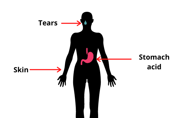 cartoon image of person, with arrows pointing to tears, skin and stomach acid - the primary immune system
