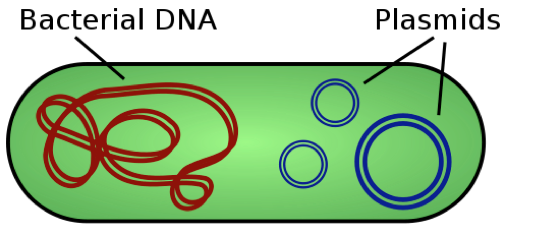 Drawing of bacteria containing plasmids and DNA molecules