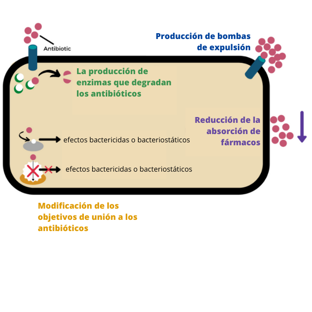 Las cuatro categorías principales de la resistencia a los antimicrobianos en las bacterias: la producción de enzimas que degradan los antibióticos, la producción de bombas de expulsión, la modificación de los objetivos de unión a los antibióticos y la reducción de la absorción del fármaco.