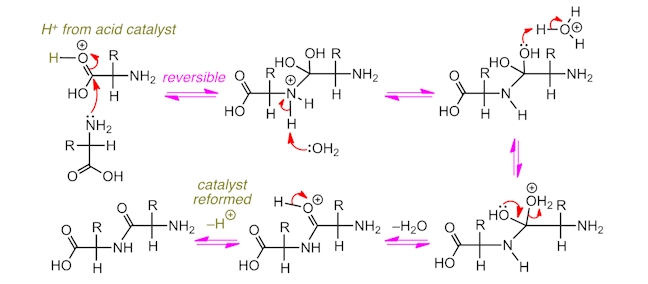 maltodextrin hydrolysis