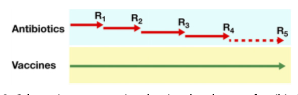 antibiotics vs vaccines schematic