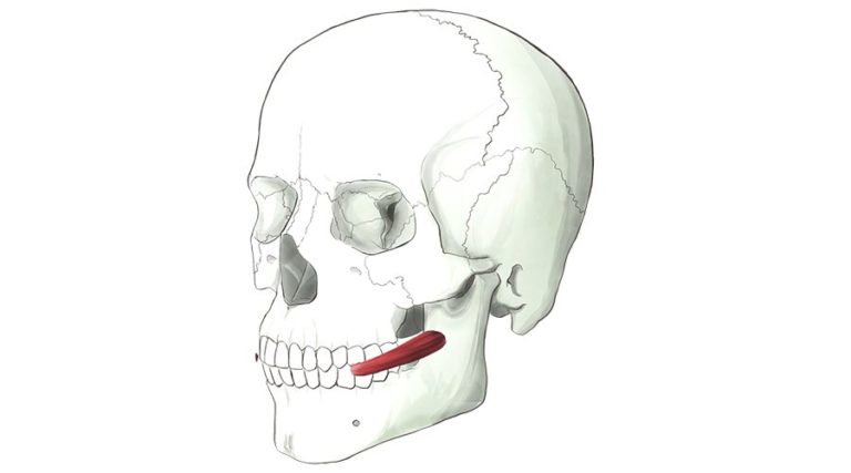 Risorius. A thin delicate muscle which pulls the lips laterally to open the mouth