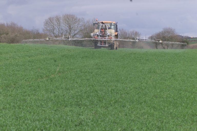 Spraying pesticides in a wheat field using a tractor