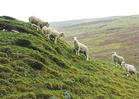 Sheep grazing on a very steep grassy hill with upland scenery in the background