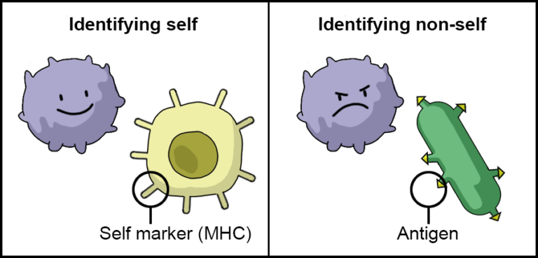 Figure depicting the identification of self and non-self. A self marker (MHC) labels the body’s cells as ‘self’. An antigen is a molecule that the immune system recognises as ‘non-self’ and it therefore elicits an immune reaction.