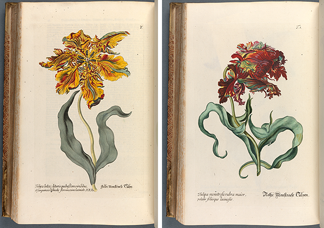 Georg Wolfgang Knorr, *Regnum Florae* (Nuremberg, 1772), i, plates T and T1: Yellow Tulip and Red Tulip. © The Board of Trinity College Dublin.