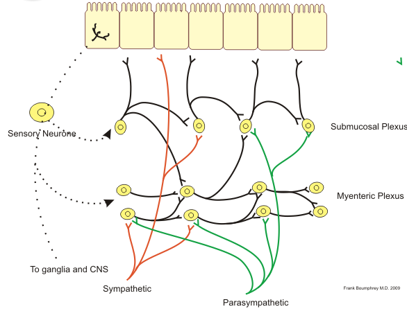 Illustration of neural control of gut wall by sympathetic, parasympathetic and enteric nervous system