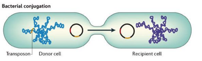 Drawing of donor cell transferring plasmid to recepient cell in conjugation