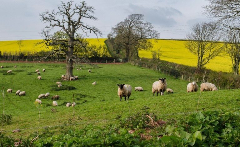 Sheep grazing in a grassy field on a slope, with flatter arable fields growing yellow oil seed rape in the background