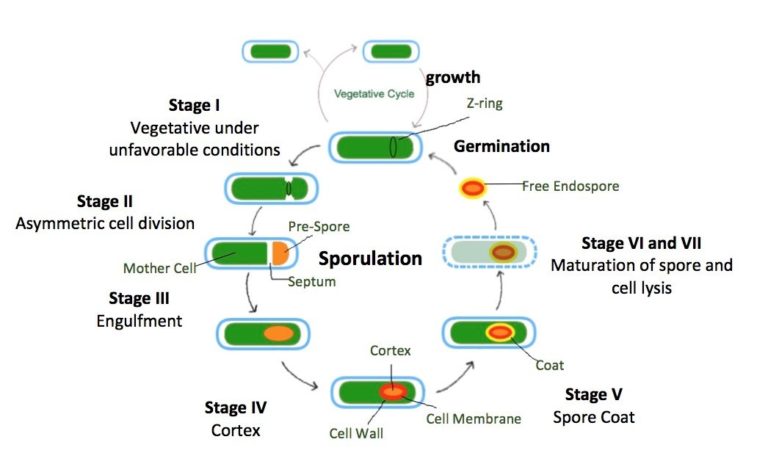 The Bacillus subtilis (Stage I) in vegetative growth is in unfavorable conditions, so it begins the process of sporulation. Examples of unfavorable conditions are an environment that lacks the required nutrients, is too hot, or too cold. Asymmetric (unequal) division occurs from the tightening of the Z-ring (Stage II). The Z-ring is multiple FtsZ proteins assembled into a ring that depolymerizes to cause an inward constriction, which will form the septum that results in two daughter cells. The mother cell, which is the bigger of the two daughter cells, engulfs the pre-spore (Stage III). Next, the cortex (Stage IV) and the coat (Stage V) form around the spore. The cortex is made of peptidoglycan and the coat is composed of several layers of specific proteins. Once the spore is mature, the cell lyses (Stage VI and VII). Thus, a free endospore is formed that can withstand harsh environments. This endospore can later germinate into a vegetative cell. 