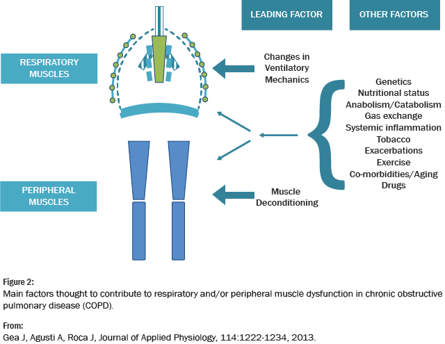 Graphic showing factors associated with muscle dysfunction in chronic obstructive pulmonary disease