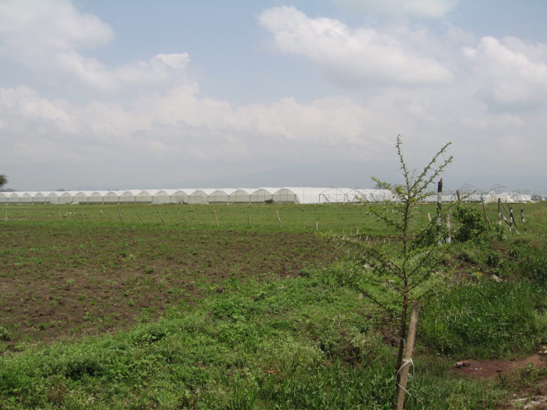 Green houses