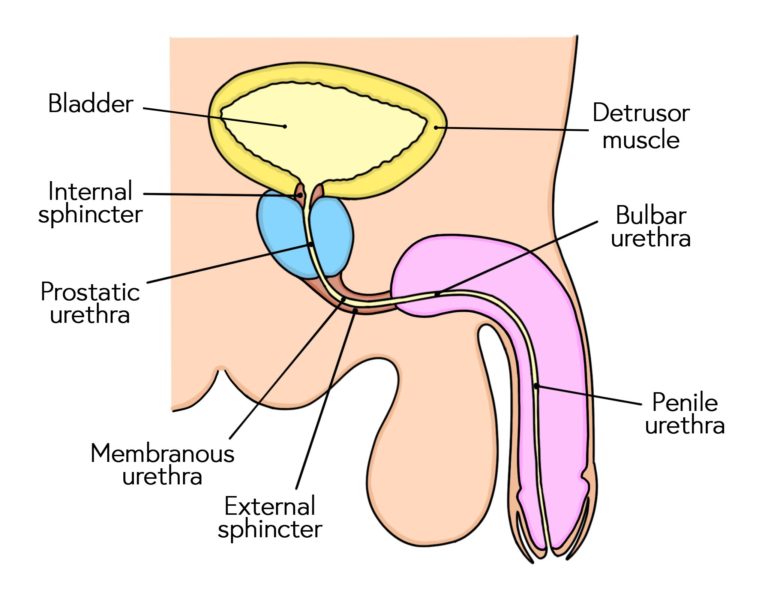 Male urethra