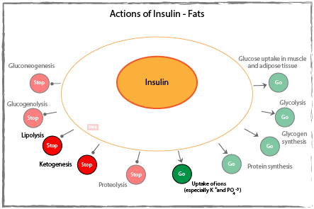 Actions of insulin on fats diagram.