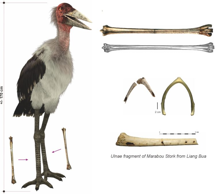 Photograph of Marabou stork and remains