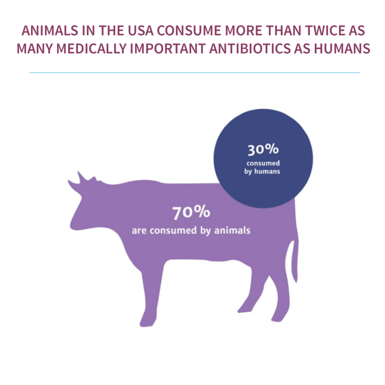 Image of a cow with 70% on its back, and a circle with 30% consumed by humans. This shows that 70% of animals consume medical antibiotics whilst only 30% of humans do.