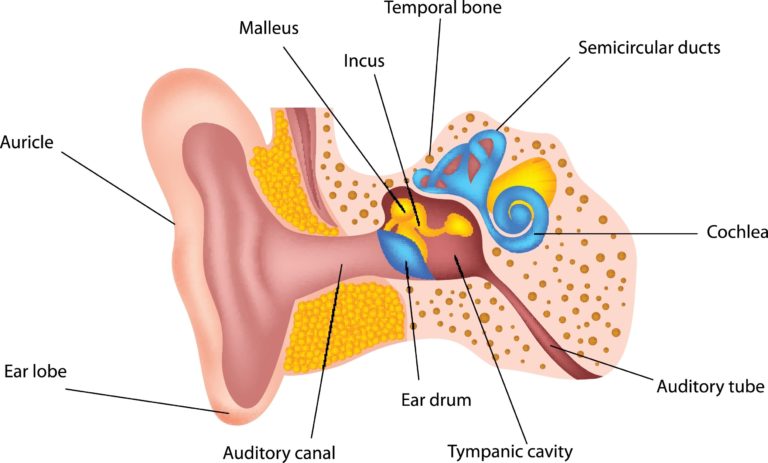 Anatomical model of ear